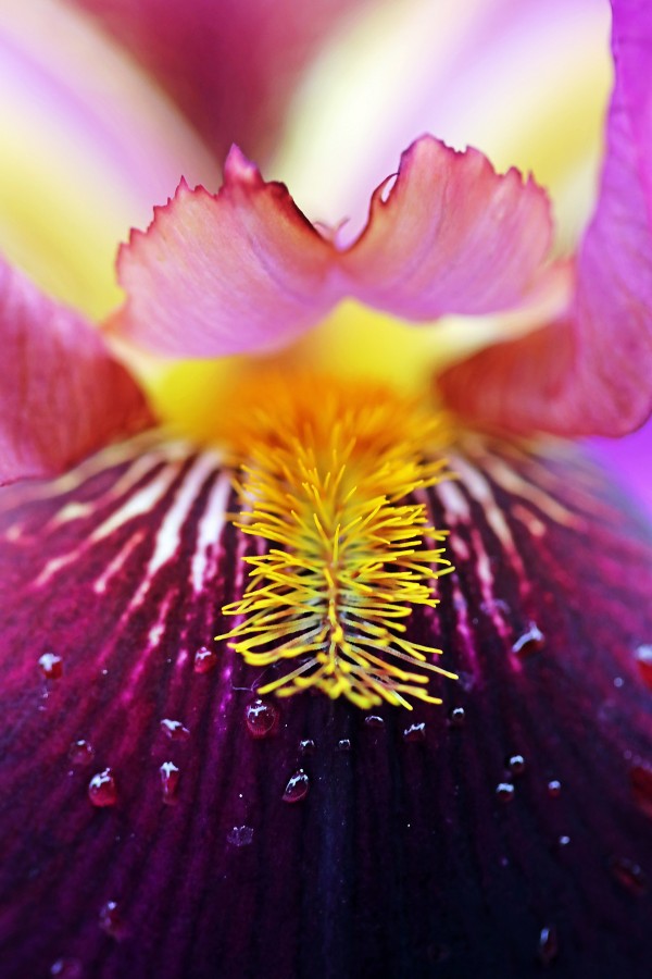 Delightful Iris by Deb Oppermann